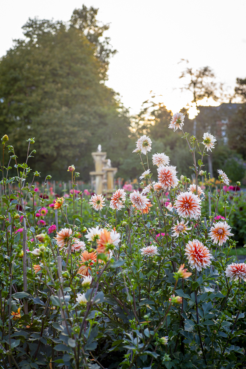 Impressionen vom Dahliengarten Gera 2026